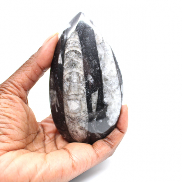 Fossil Orthoceras