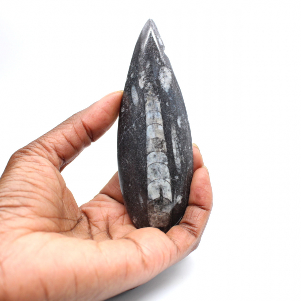 Fossil Orthoceras from Morocco