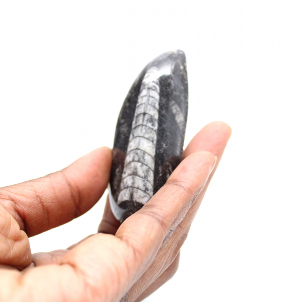 Fossil Orthoceras