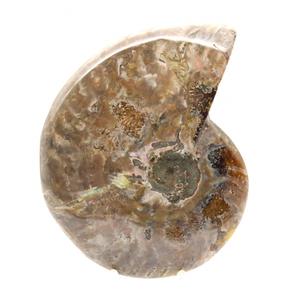 Polished Fossil Ammonite - Magnificent Natural Stone for Decoration