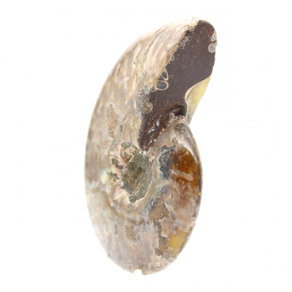 Polished Fossil Ammonite - Magnificent Natural Stone for Decoration