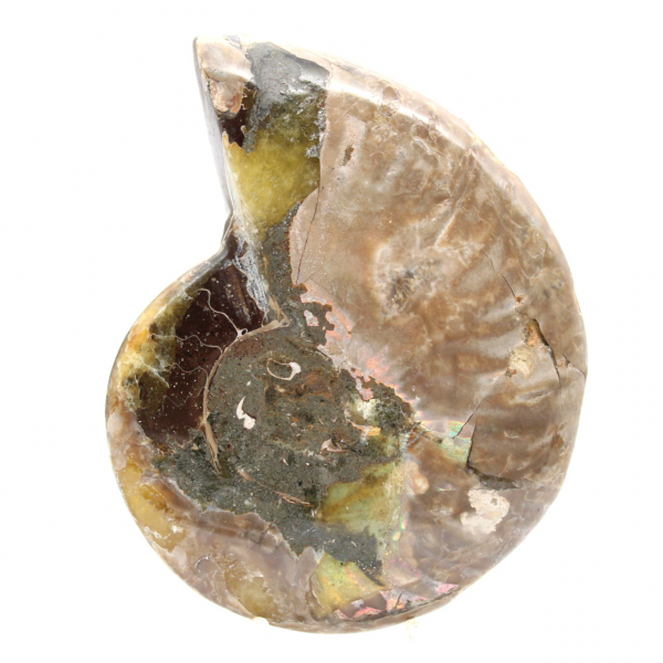 Polished Fossil Ammonite - Magnificent Natural Stone for Decoration