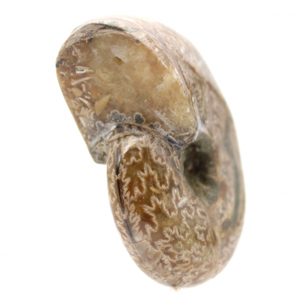 Polished Ammonite for Collectors - Fossil Treasure from Madagascar (100g)