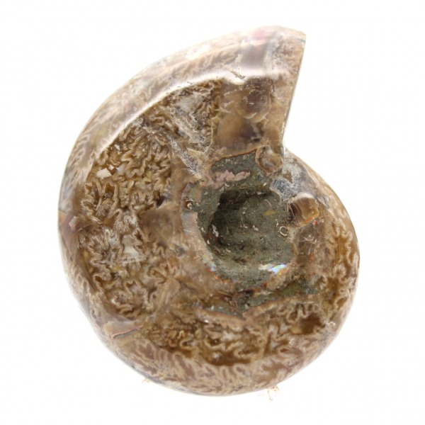 Polished Ammonite for Collectors - Fossil Treasure from Madagascar (100g)