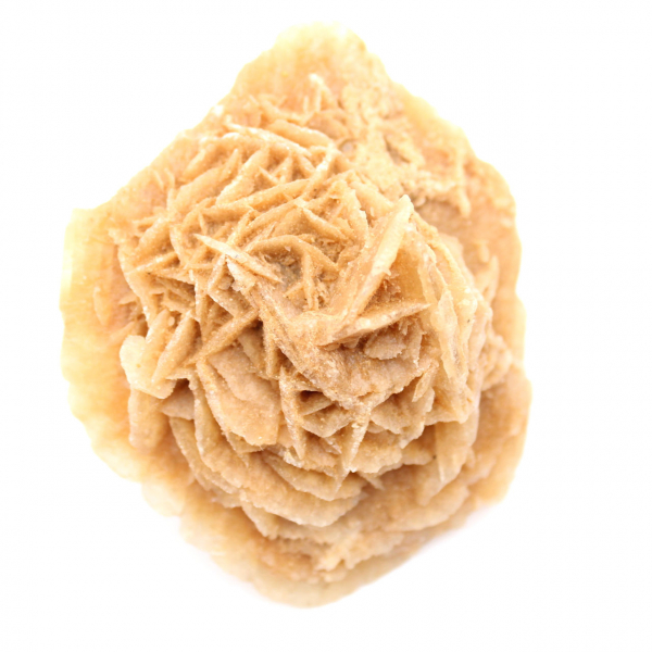 Moroccan desert rose: massive collector's rosette