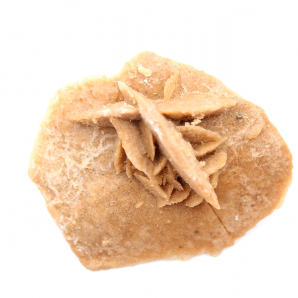 Mineral rosette of Morocco: gypsum crystallization