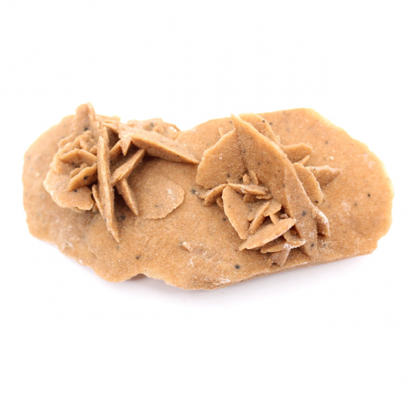 Elongated desert rose of Morocco: a geological specimen