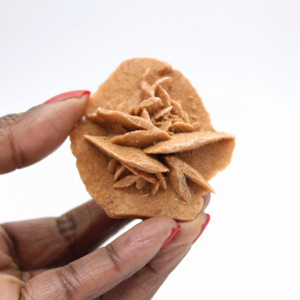 Moroccan desert rose: small raw collector's item