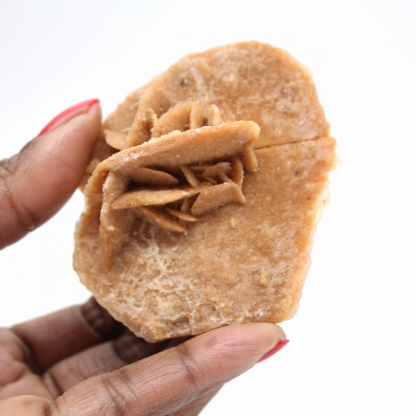 Mineral rosette of Morocco: gypsum crystallization