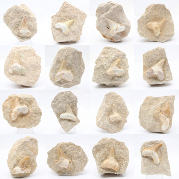 Otodus shark tooth