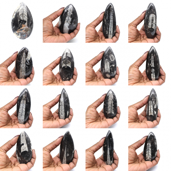 Orthoceras Fossil from Morocco