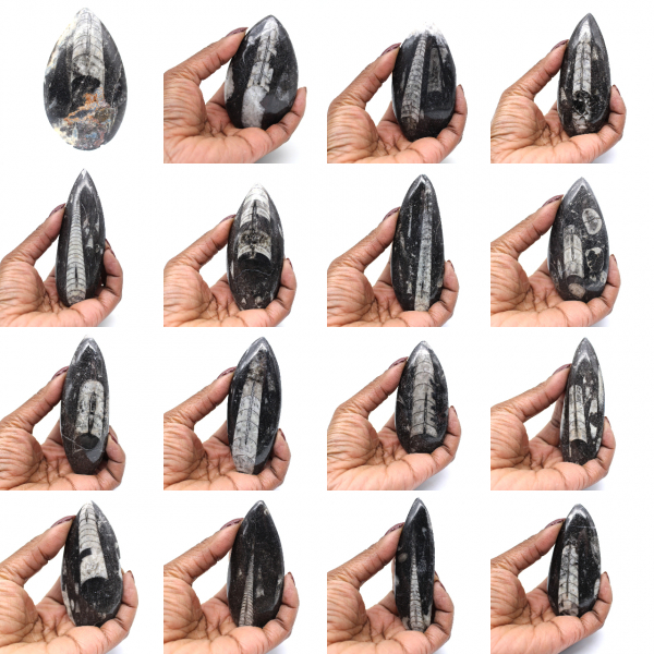 Orthoceras Fossil from Morocco