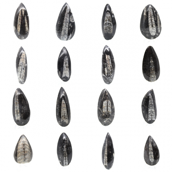 Fossil Orthoceras from Morocco