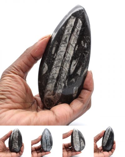 Fossil Orthoceras Morocco collection July 2024