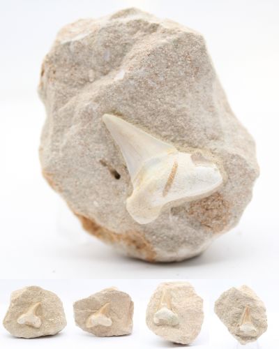 Fossil shark tooth Morocco collection July 2024