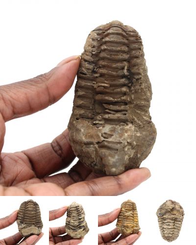 Fossil trilobite Morocco collection July 2024