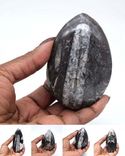 Orthoceras Morocco collection February 2025