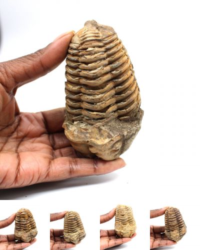 Trilobites Morocco collection August 2025