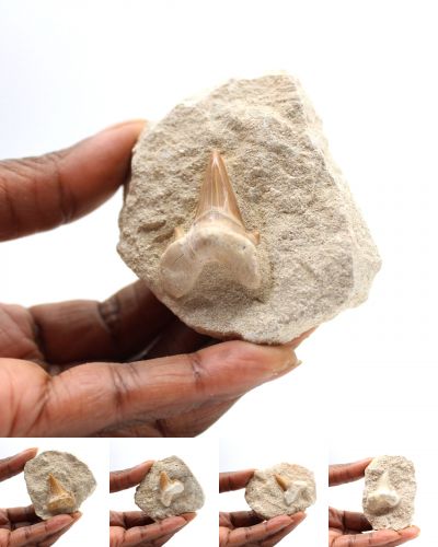 Fossil teeth Morocco collection August 2025