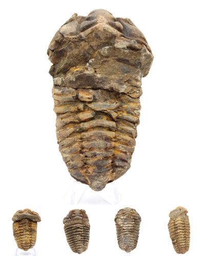 Trilobite Morocco collection February 2025