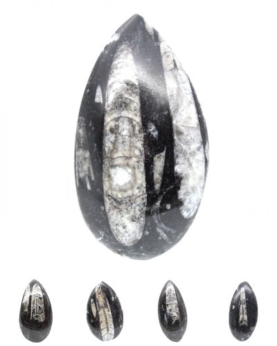 Orthoceras Morocco collection July 2025