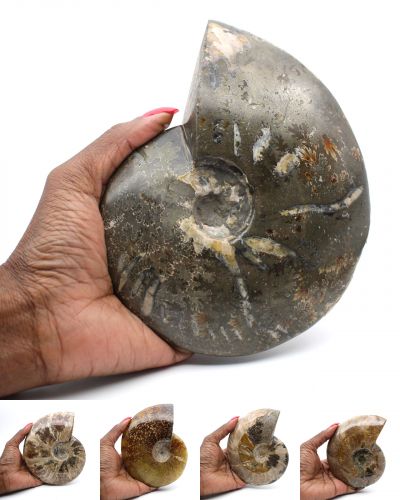 Whole ammonites Madagascar collection October 2024