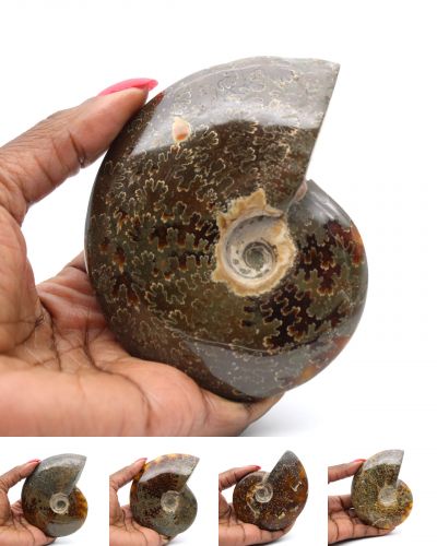 Whole ammonites Madagascar collection December 2024