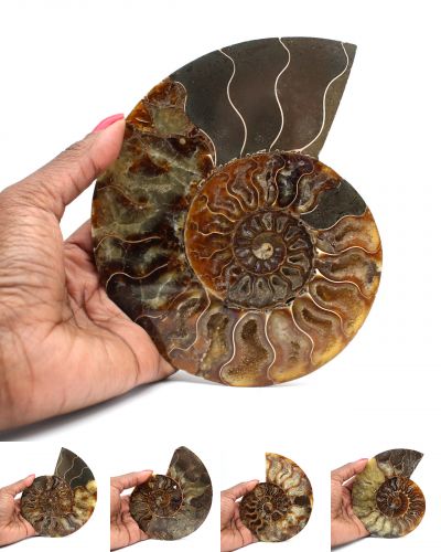 Sawn ammonites Madagascar collection December 2024