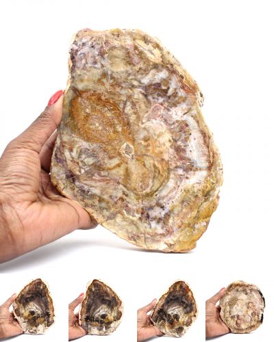 Fossil wood Madagascar collection March 2025