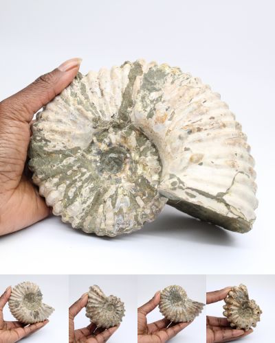Fossil ammonite Madagascar collection April 2025