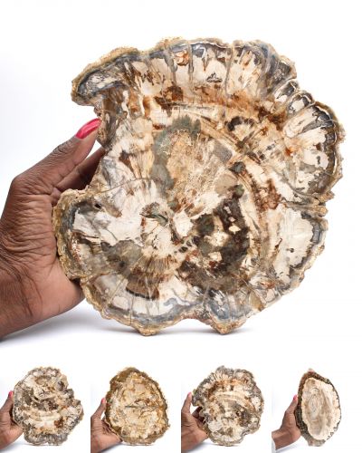 Fossil wood Madagascar collection October 2025 Fossil wood Madagascar collection October 2025