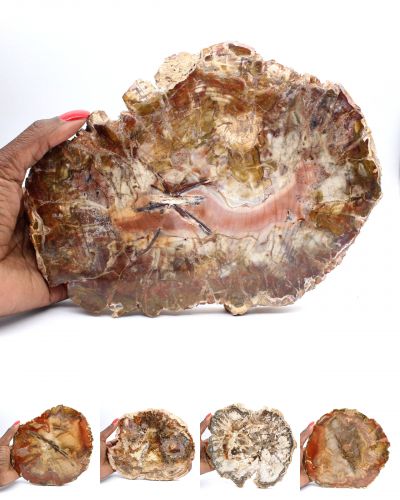 Fossilized wood Madagascar collection January 2026