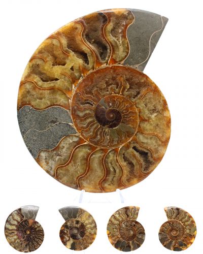 Large ammonites Madagascar collection December 2025 Large ammonites Madagascar collection December 2025