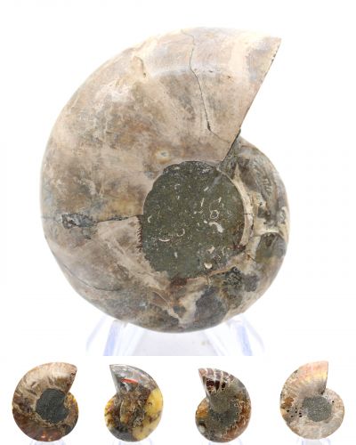 Ammonites Madagascar collection April 2026 Ammonites Madagascar collection April 2026