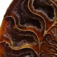 Ammonite