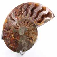 Ammonite