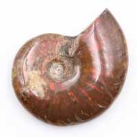 Small whole pearly ammonite