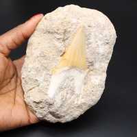 Shark tooth fossil specimen on matrix