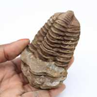 Trilobite fossilization