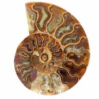 Fossil ammonite from Madagascar