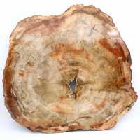 Slice of petrified wood from Madagascar