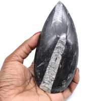 Orthocera fossil
