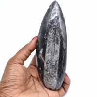 Polished orthocera fossil