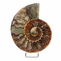 Fossil natural ammonite