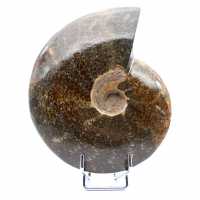 Damaged whole ammonite