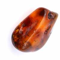 Fossilized amber