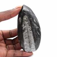 Orthoceras fossil from Morocco