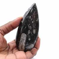 Orthoceras fossil from Morocco