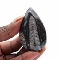 Polished fossil Orthoceras
