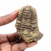 Fossil trilobite from Morocco